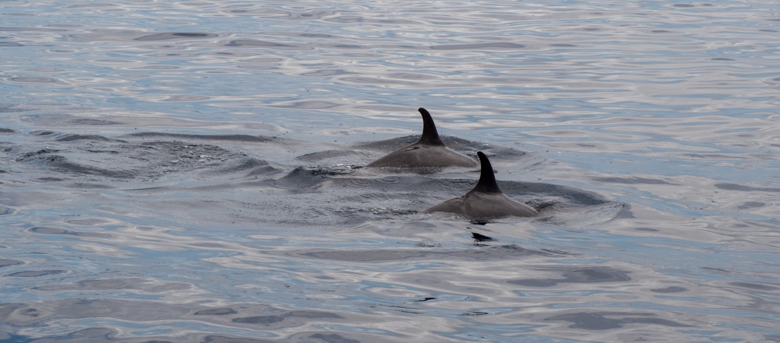 Grenada delfiinit feature