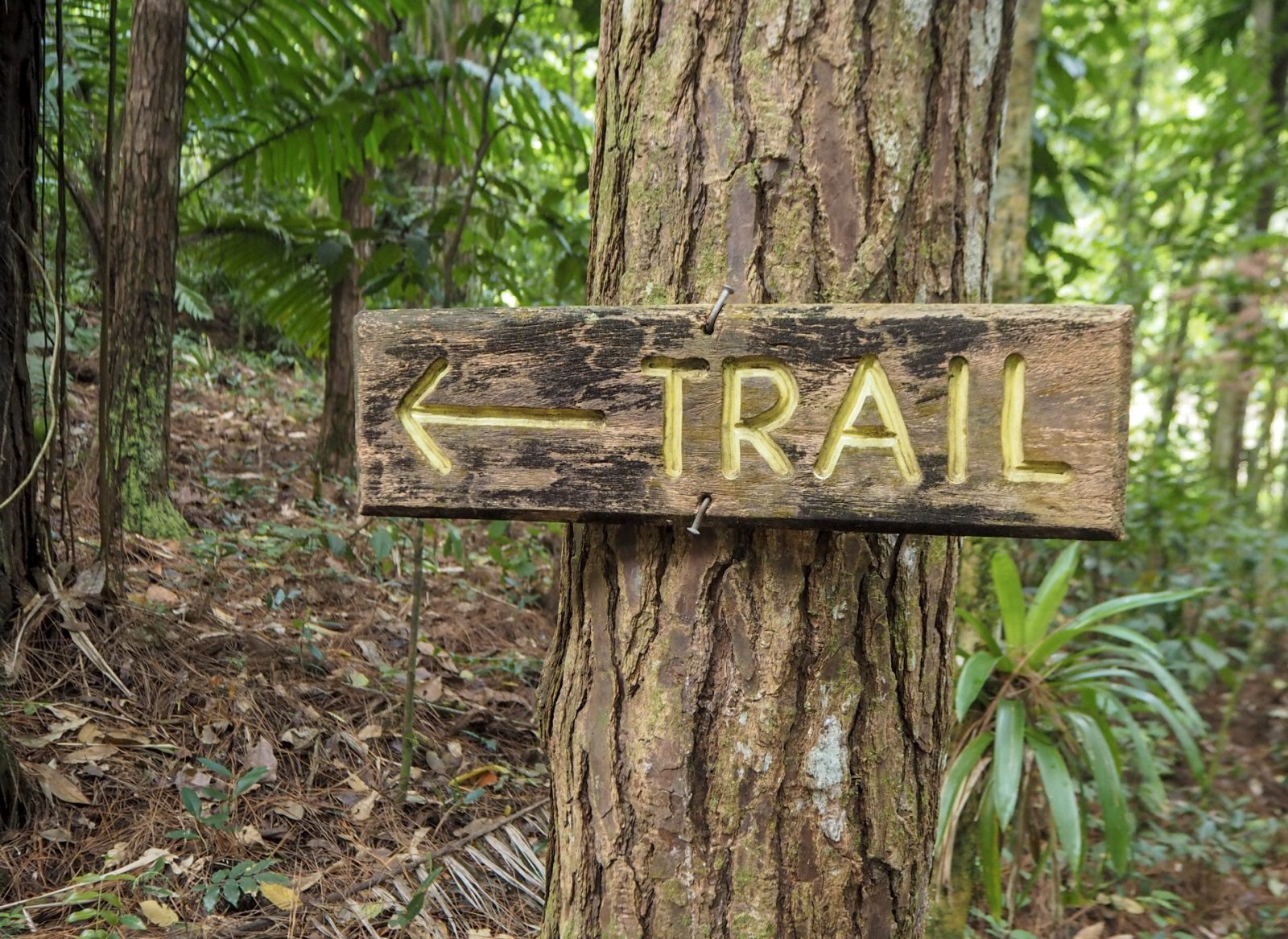 Saint Vincent sademetsä