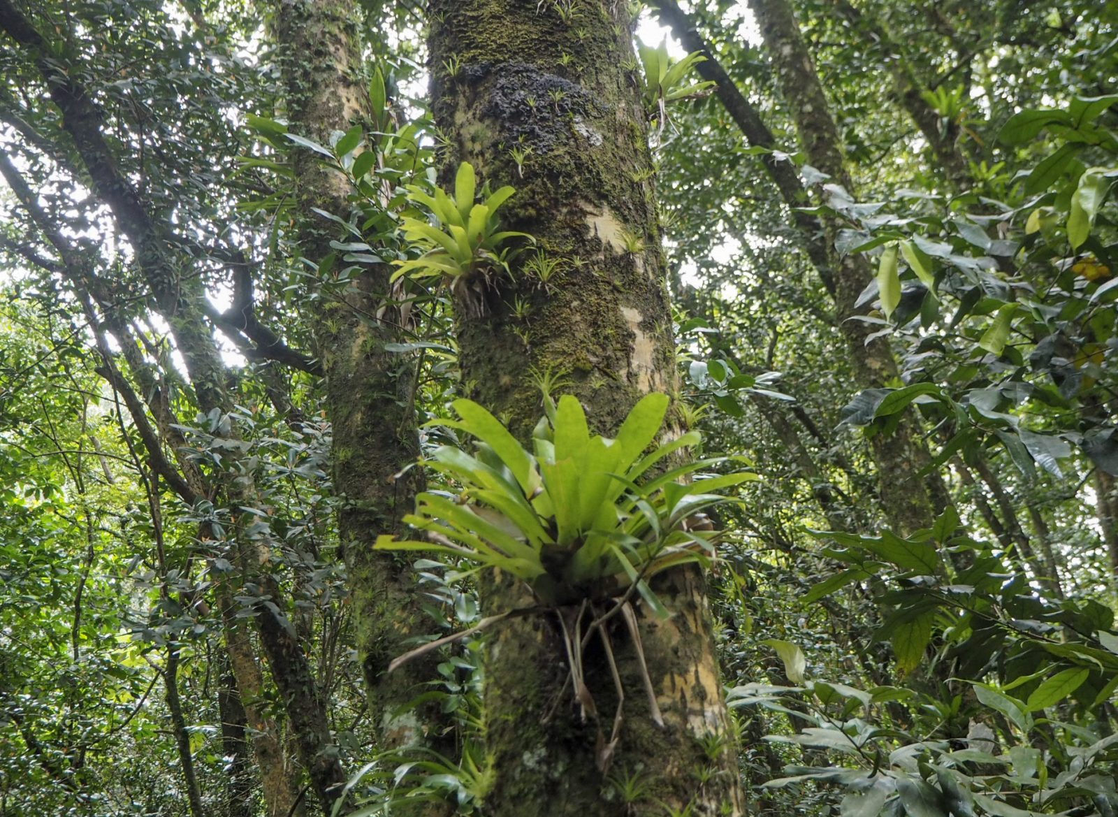 Saint Vincent sademetsä