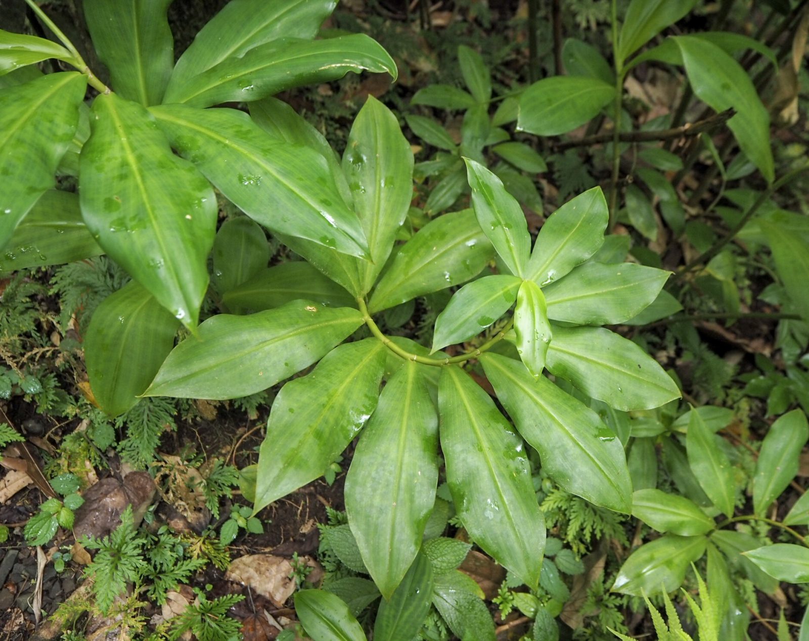 Saint Vincent sademetsä