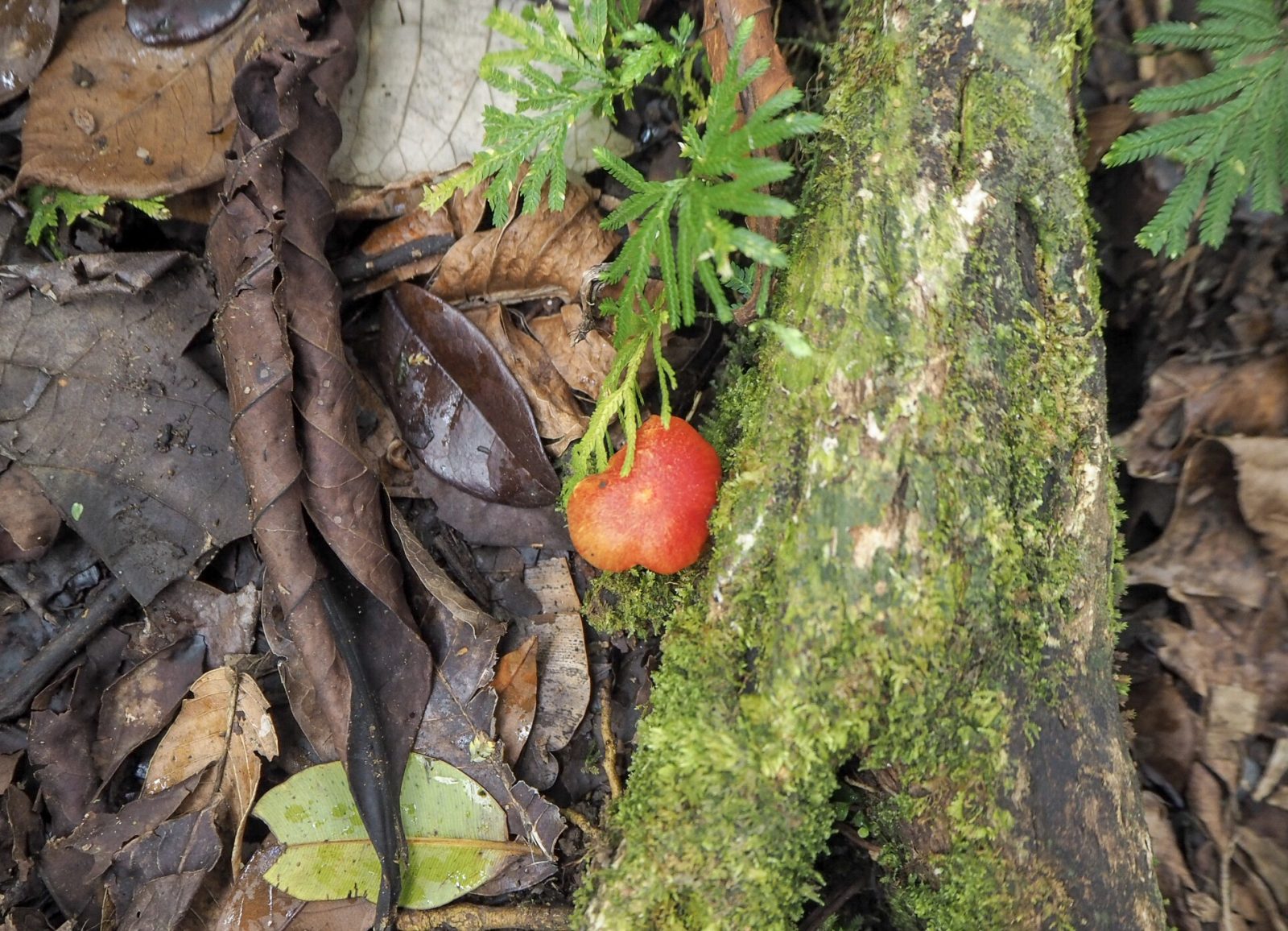 Saint Vincent sademetsä