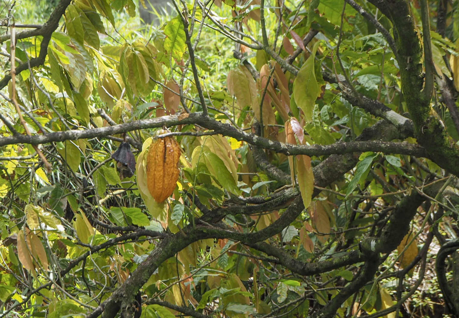 Saint Vincent sademetsä