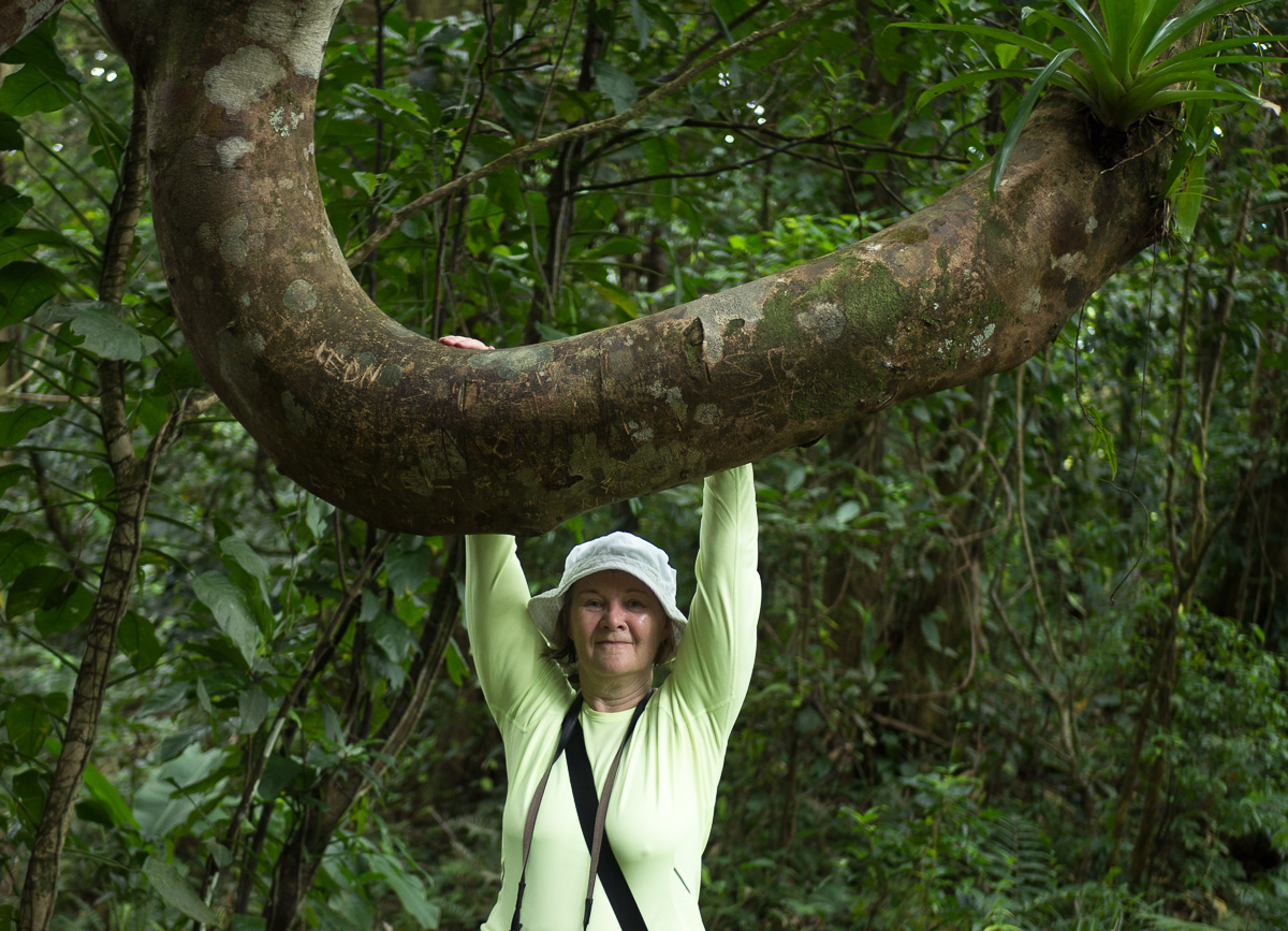 Saint Vincent sademetsä