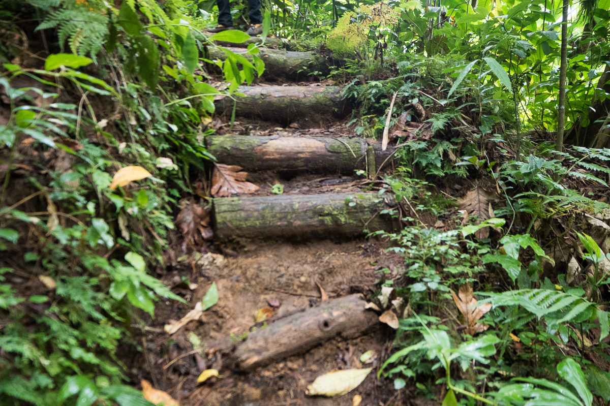 Saint Vincent sademetsä