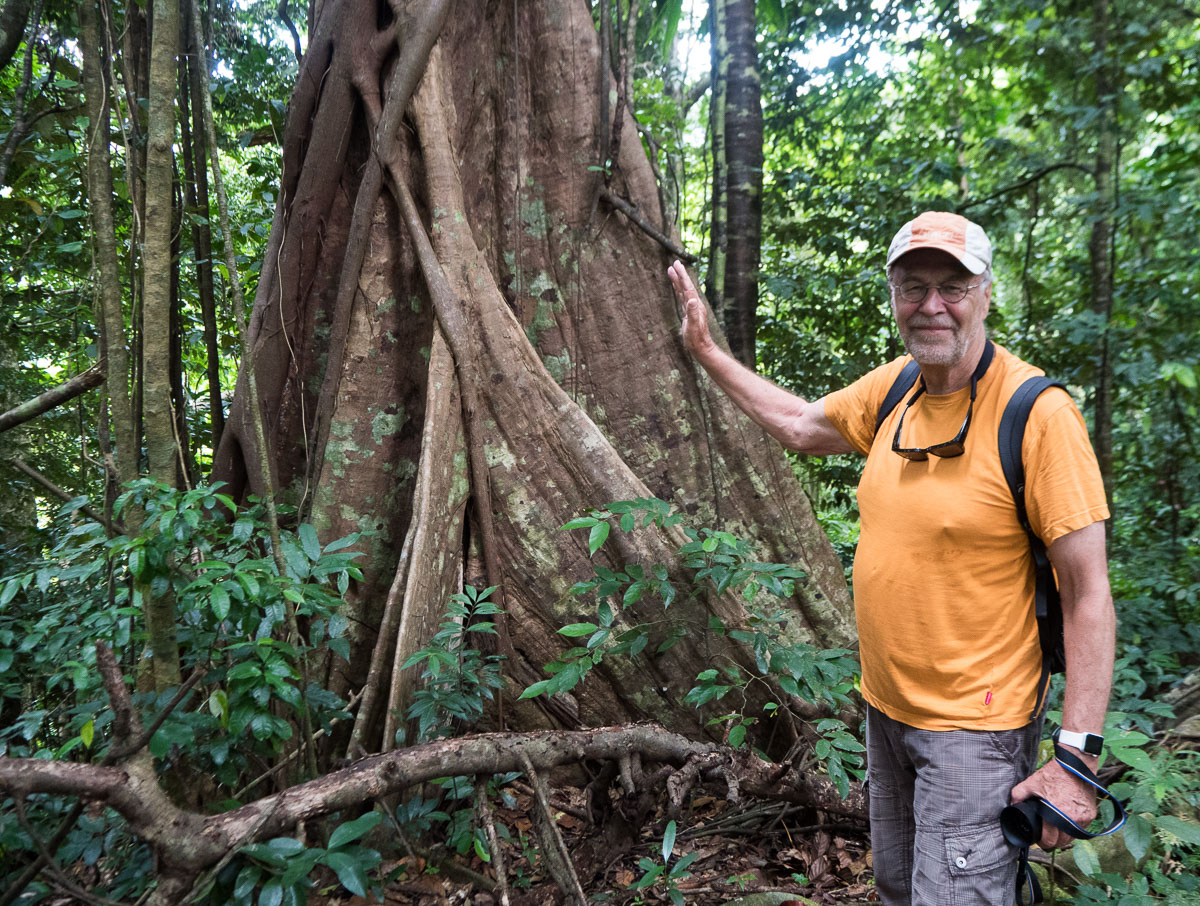Saint Vincent sademetsä
