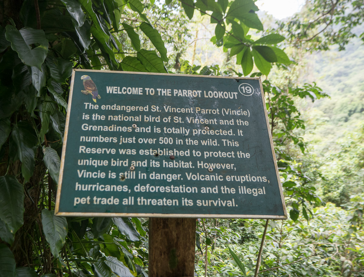 Saint Vincent sademetsä