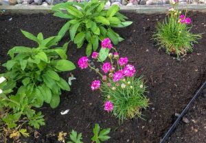 Perennapenkki Arkikuvia