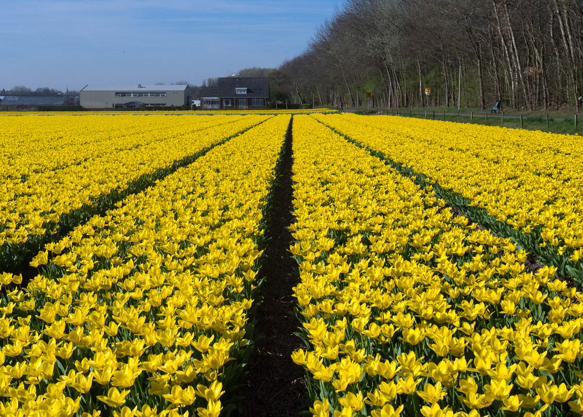 Keukenhof kukkapellot