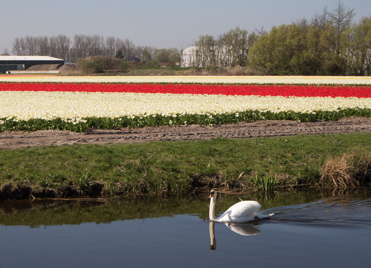 Keukenhof kukkapellot