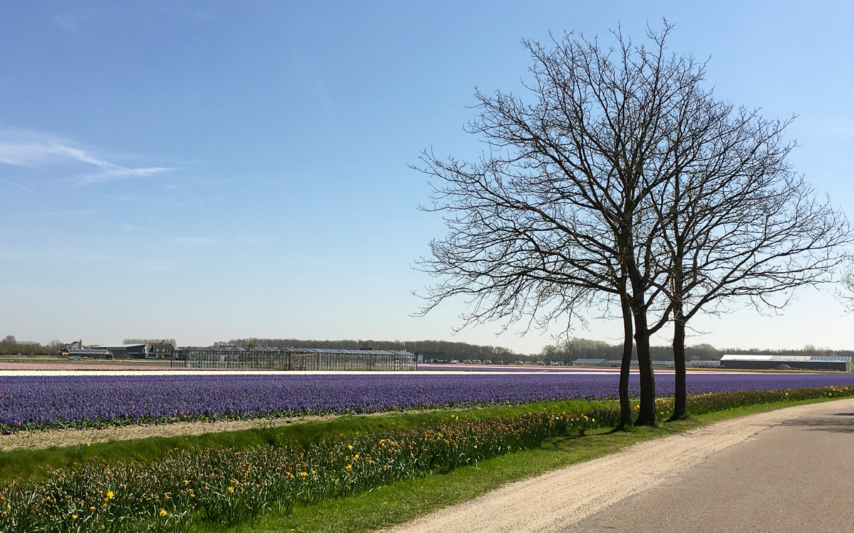Keukenhof kukkapellot