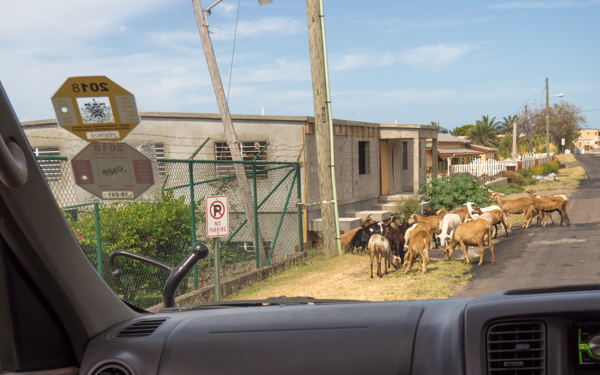 Saint Kitts ja Nevis yliopistot