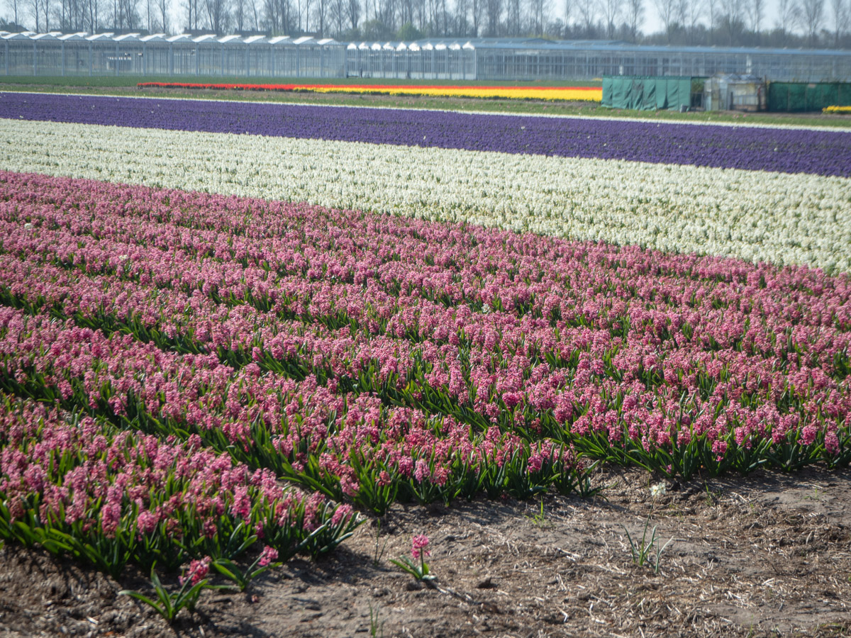 Keukenhof kukkapellot