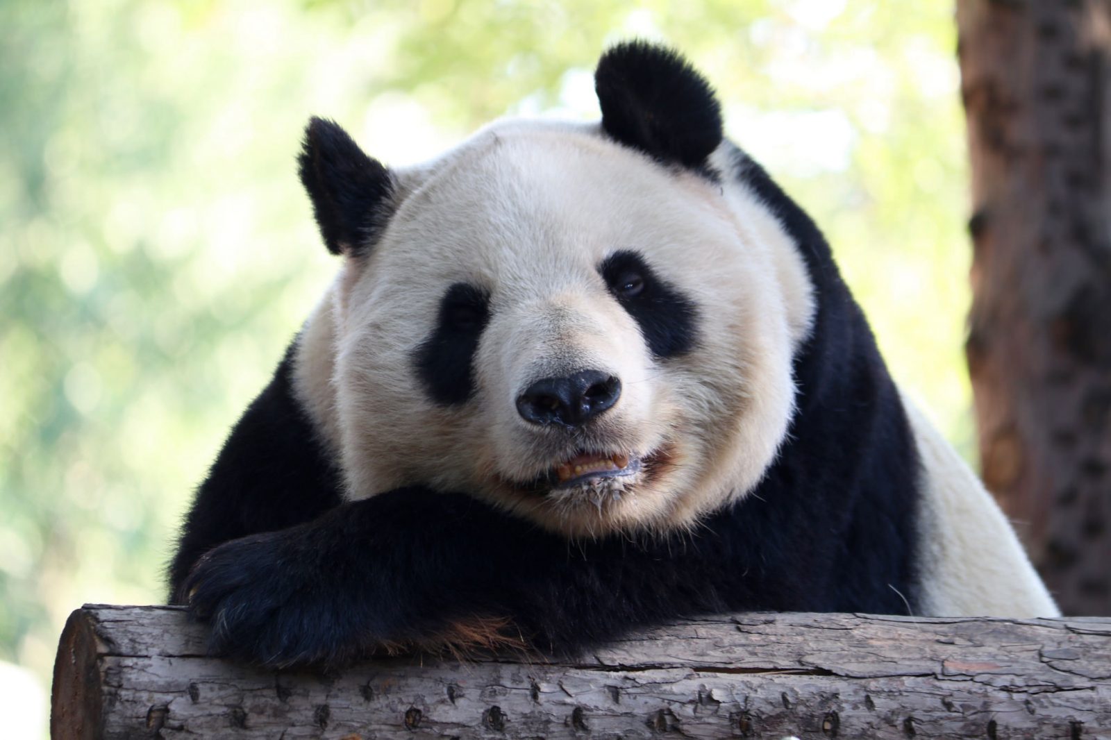 Peking Panda Peking - Ulan Bator - Moskova