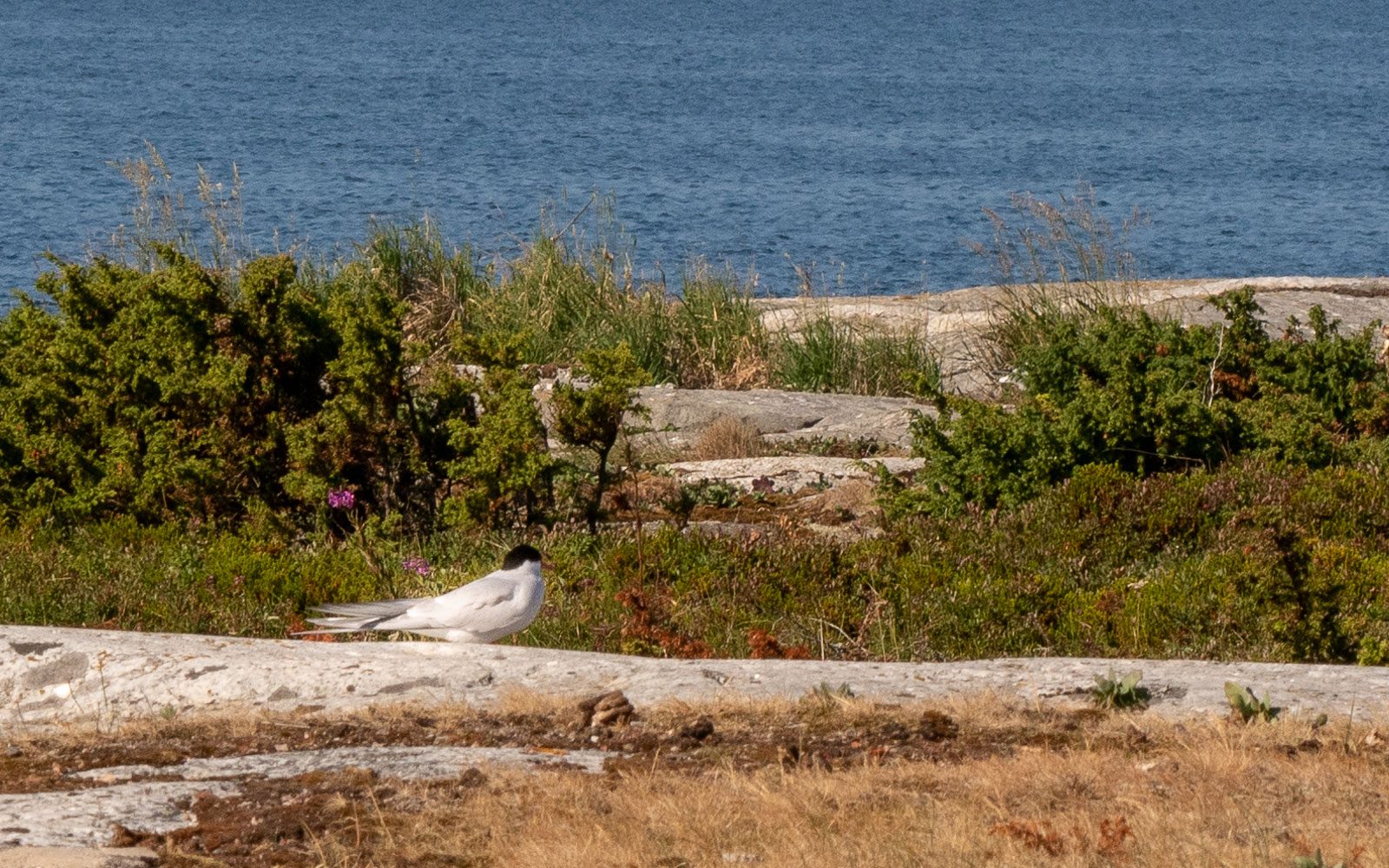 Kylmäpihlaja tiirat