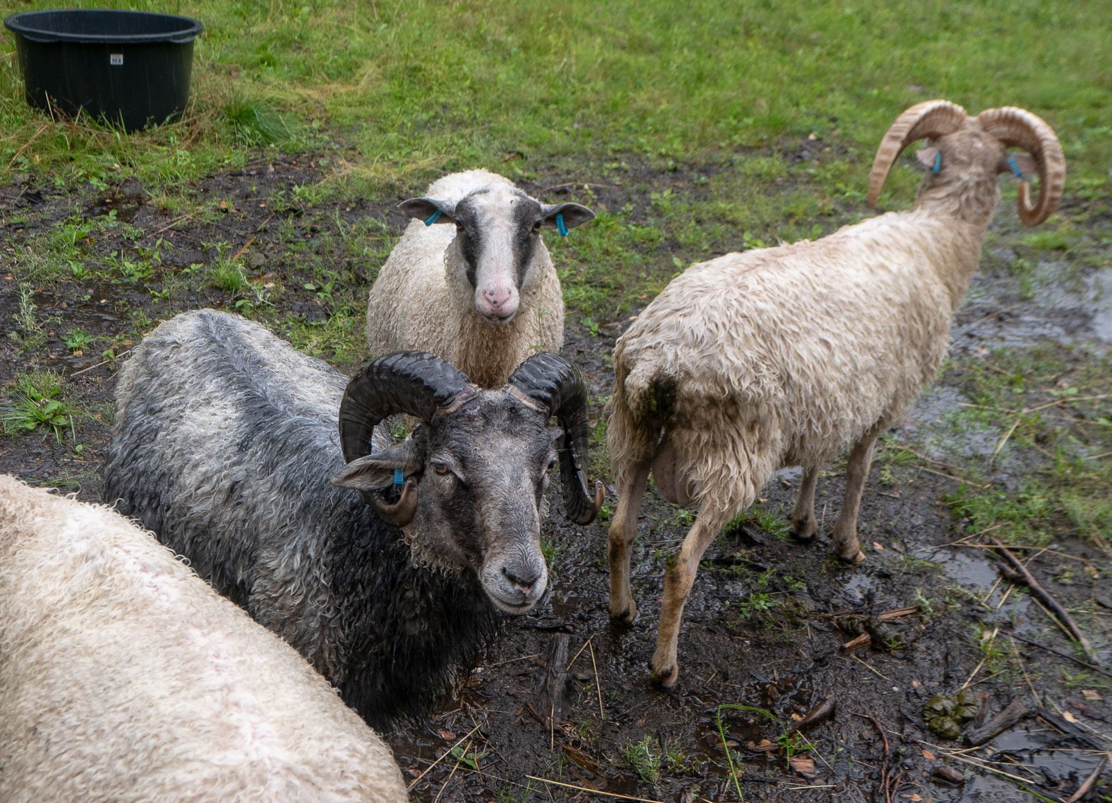 Saaristomuseo Pentala Gurlin talo