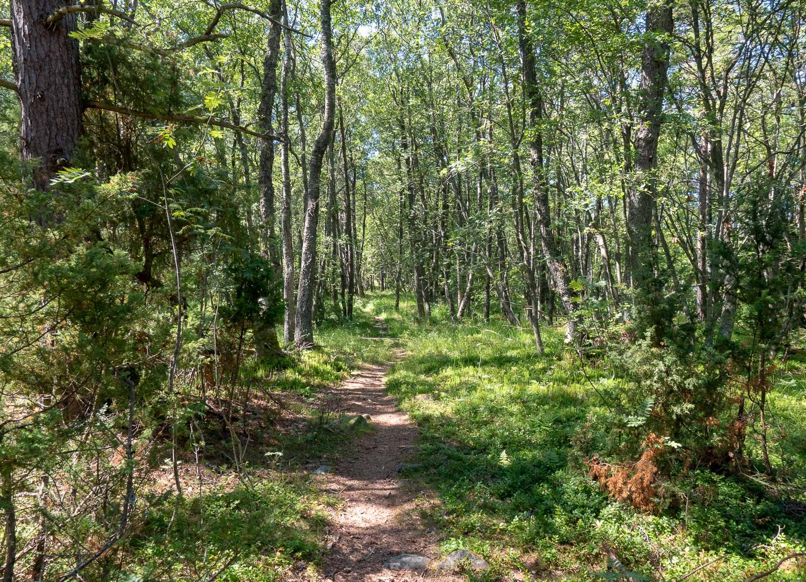 Säppi Alfredin polku