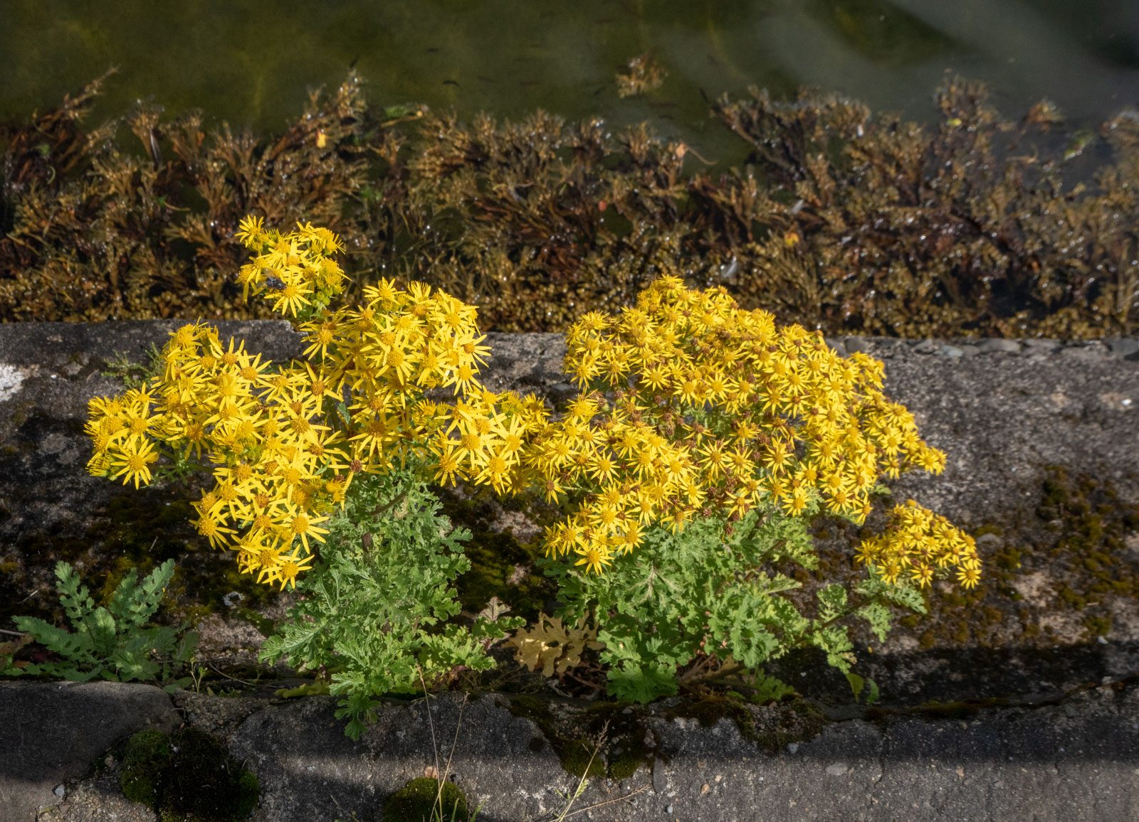 Sligachan Isle of Skye