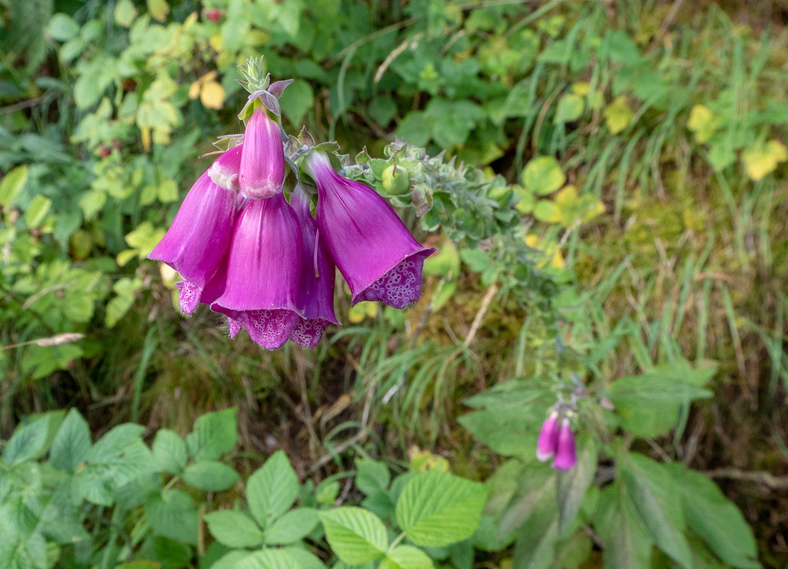Portree Isle of Skye