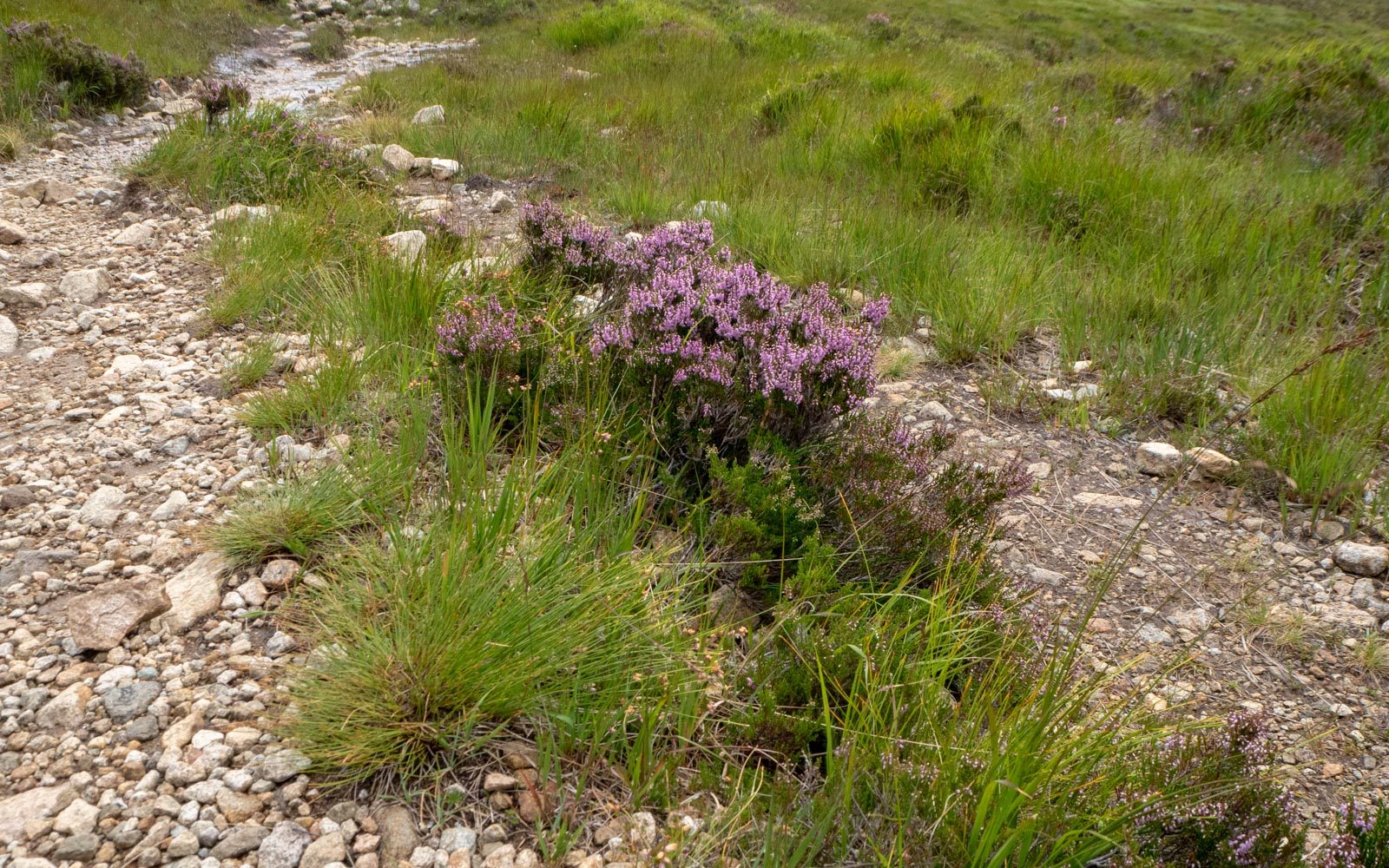 Sligachan