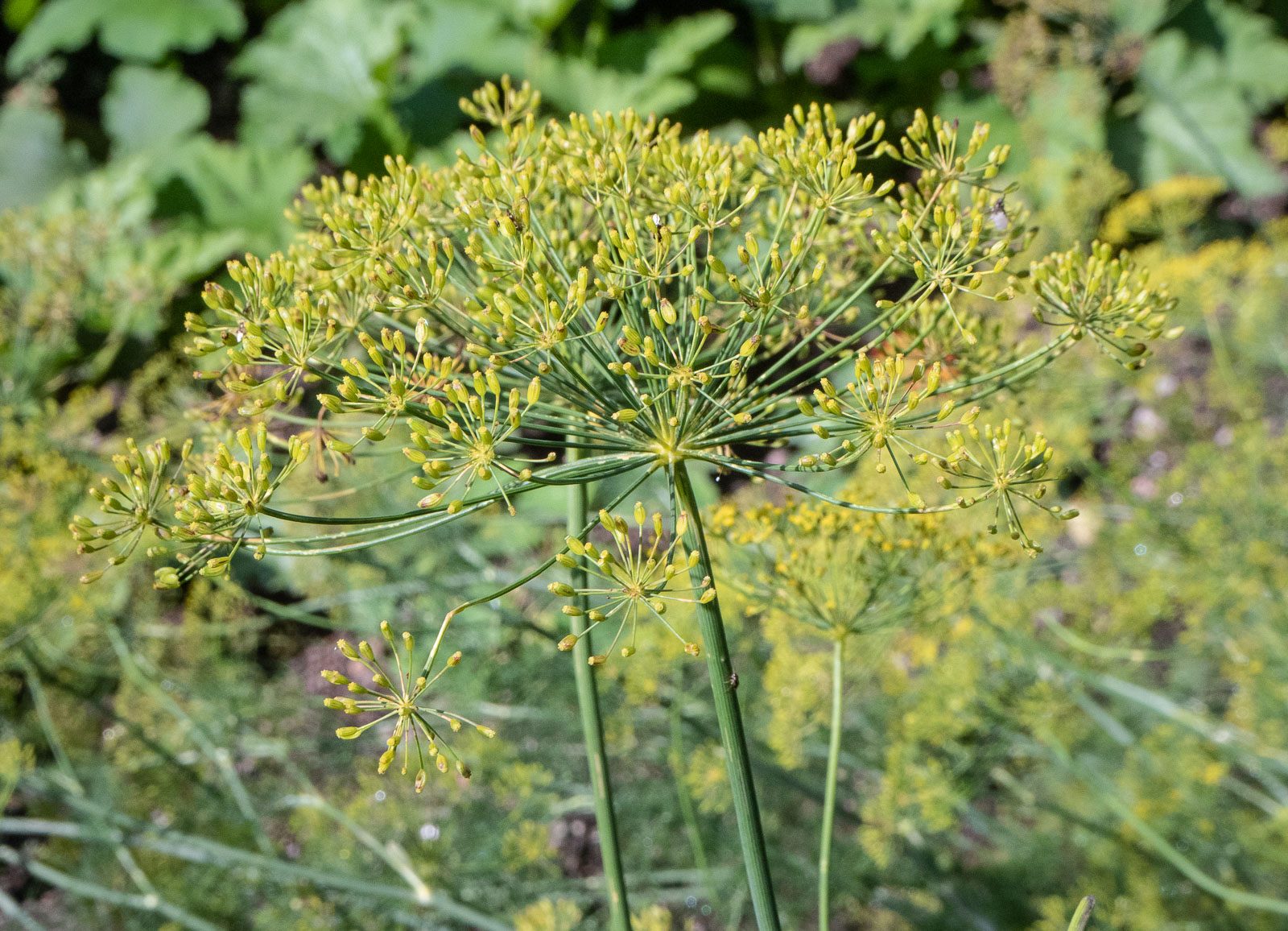 Verla puuhiomo ja pahvitehdas