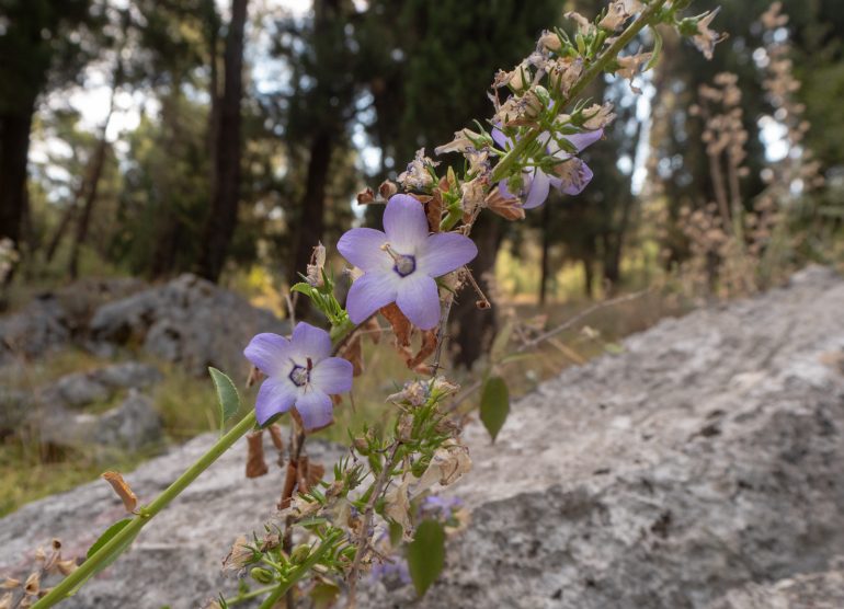 Podgorica Campanula Montenegrina
