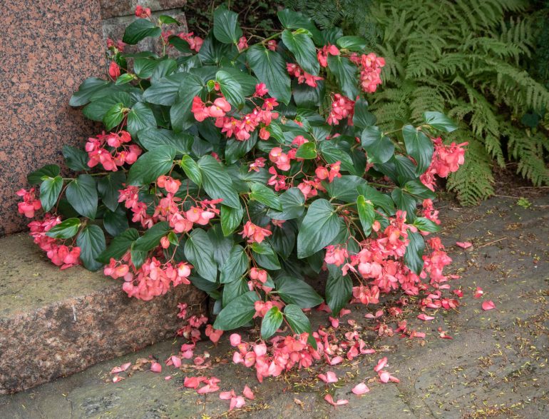 Taiteilijakukkula Gallen-Kallela