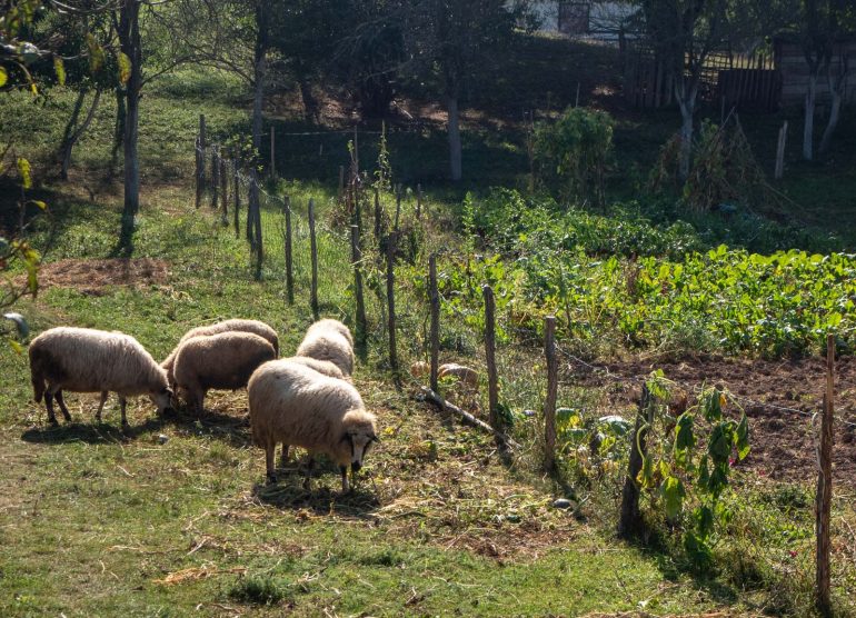 Sarajevo - Podgorica