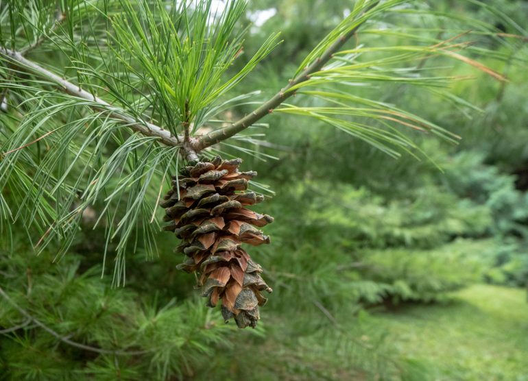 Zagreb kasvitieteellinen puutarha