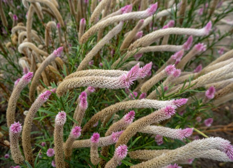 Zagreb kasvitieteellinen puutarha