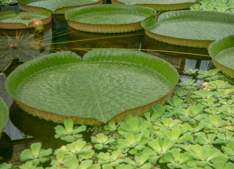 Zagreb kasvitieteellinen puutarha