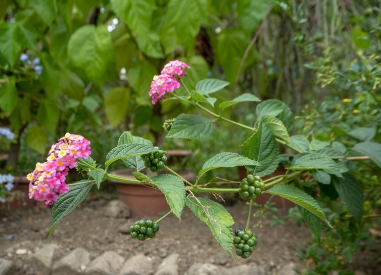 Zagreb kasvitieteellinen puutarha