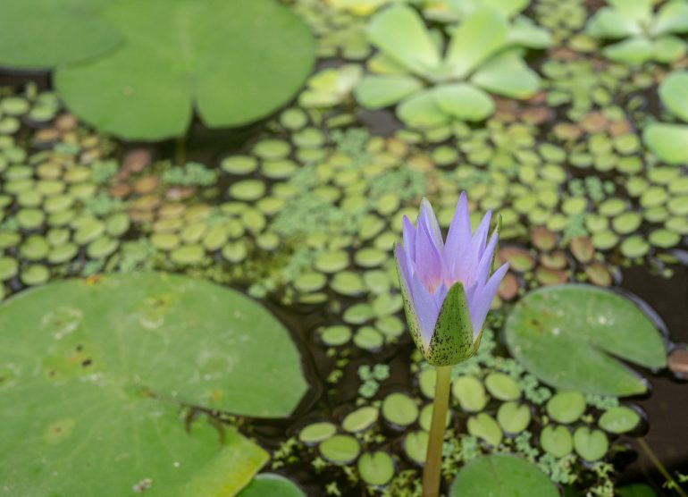 Zagreb kasvitieteellinen puutarha