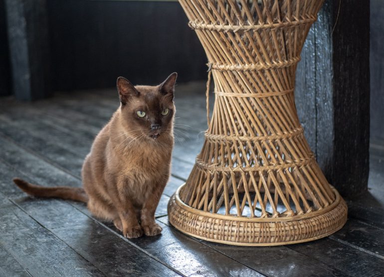 Inle Heritage Burmese Cat village