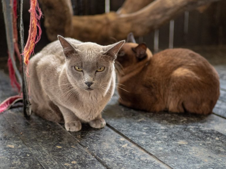 Inle Heritage Burmese Cat village