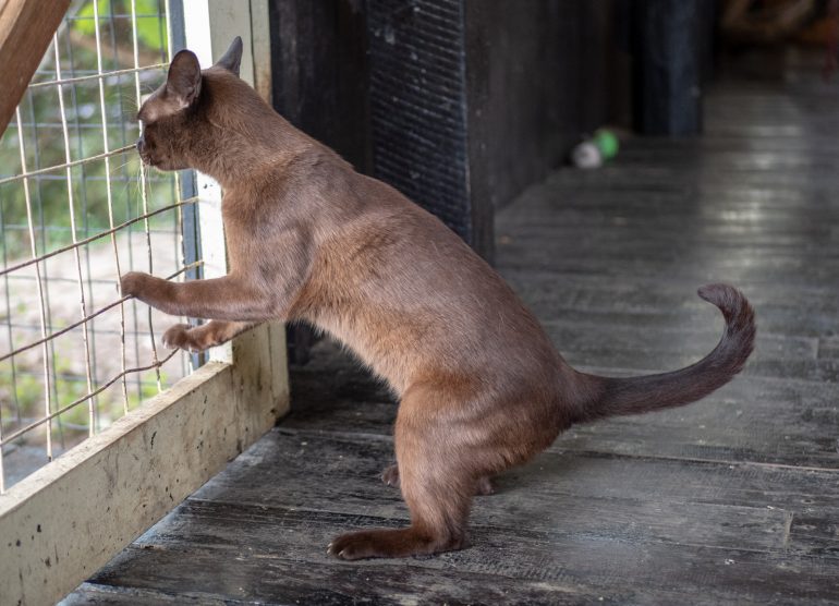 Inle Heritage Burmese Cat village