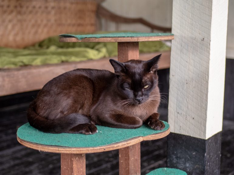 Inle Heritage Burmese Cat village