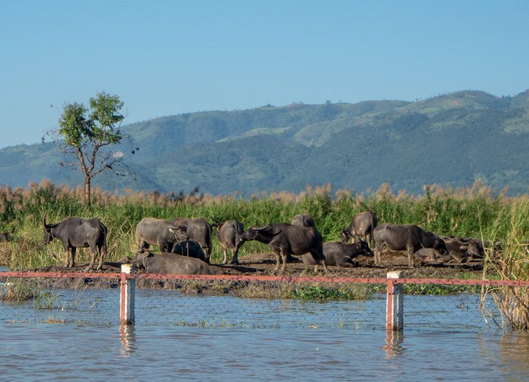 Buffaloita Inle Myanmar