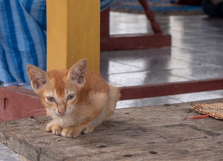 Temppelikissa Mandalay