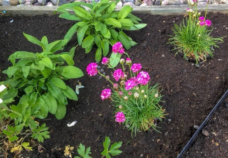 Haukilahti - Koti Suomessa