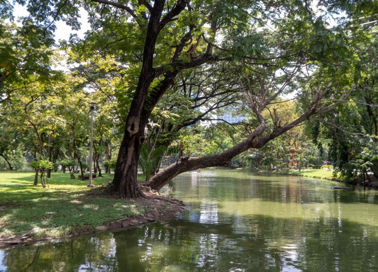 Lumphini Park Bangkok