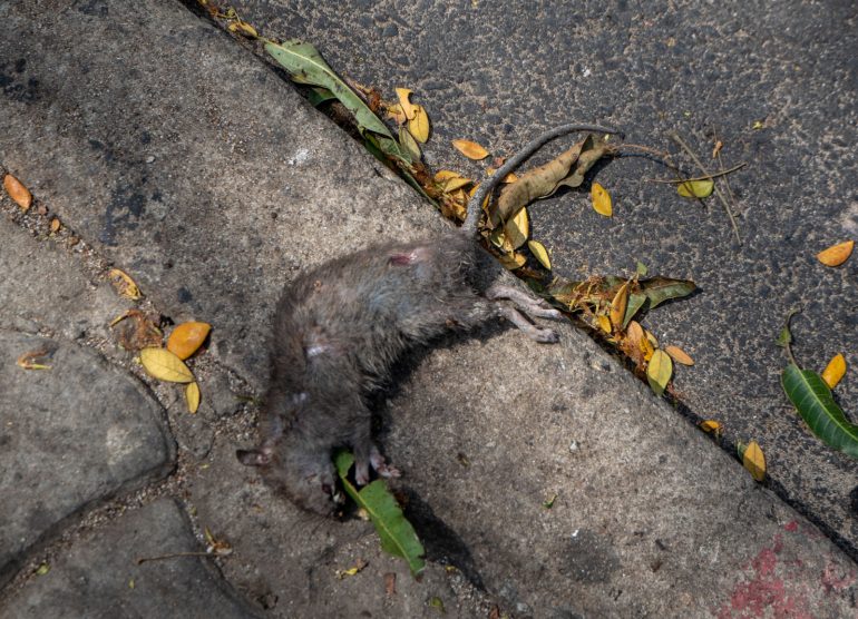 Abidjan Norsunluurannikko