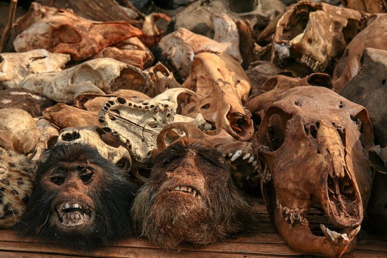 Guineanlahti feature (Adam Cohn Flickr)