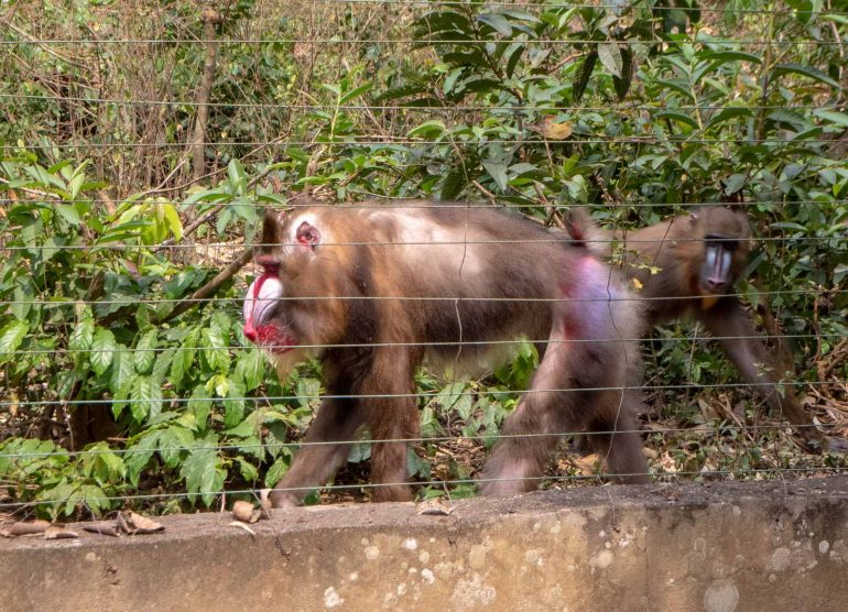 Mefou Kamerun Mandrilla