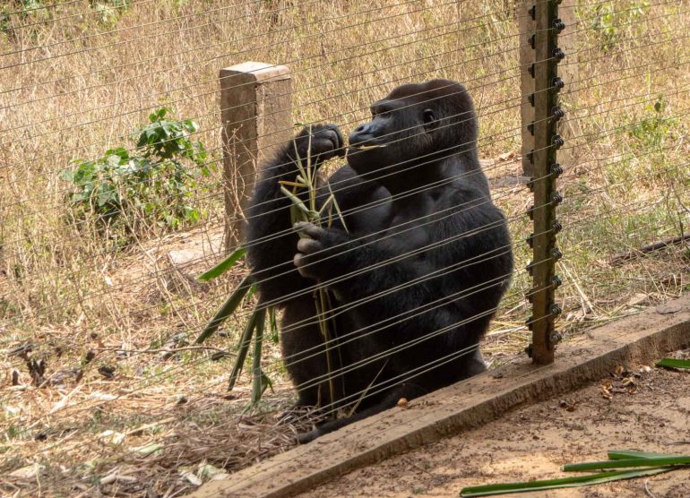 Mefou Kamerun tasamaan gorilla Kamerun Mefou gorillat