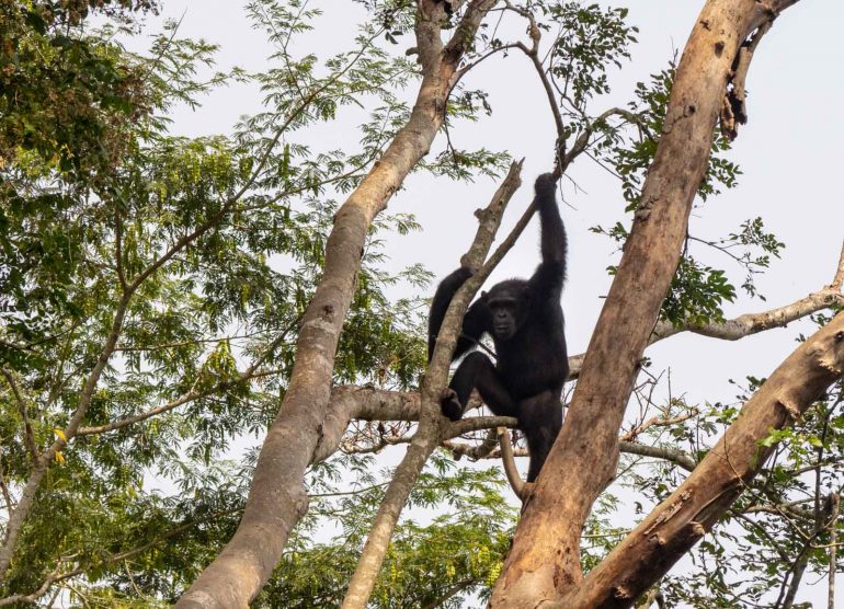 Mefou Kamerun simpanssi