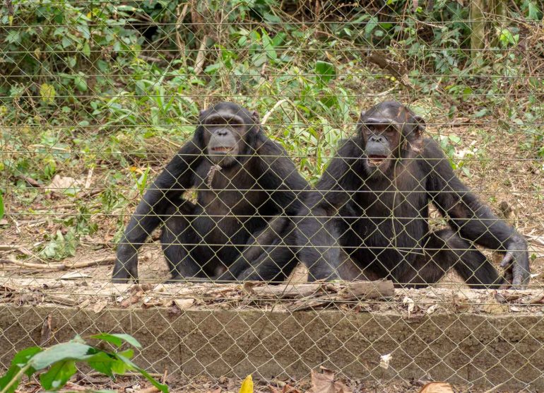 Mefou Kamerun simpanssi