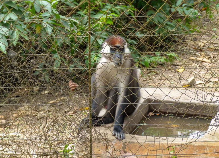 Mefou Kamerun mangabi-apina