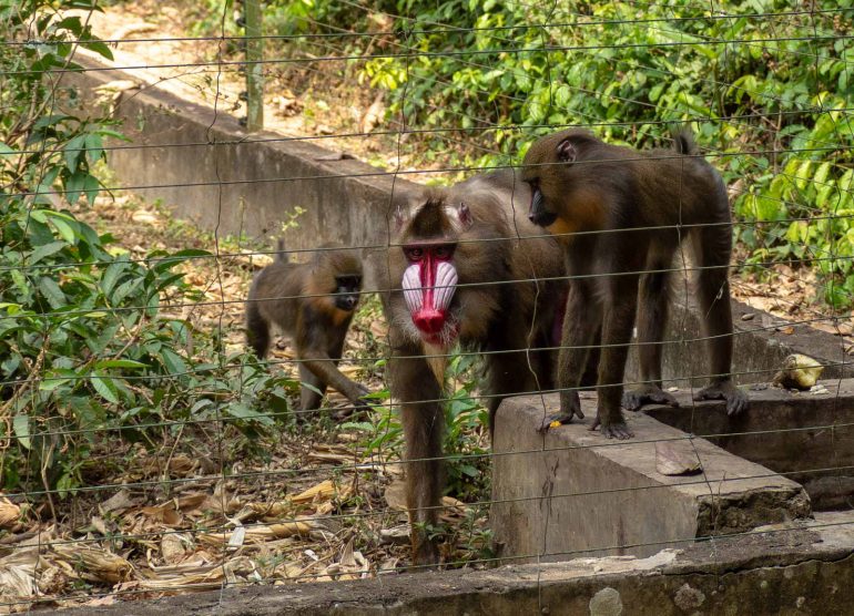 Mefou Kamerun Mandrilla