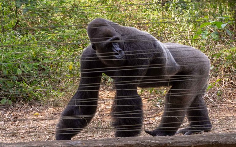 Mefou Kamerun tasamaan gorilla