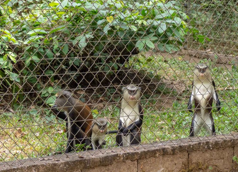 Mefou Kamerun guenon-apina